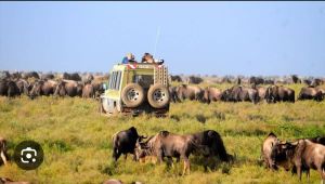 wildbeasts ata masai mara reserve